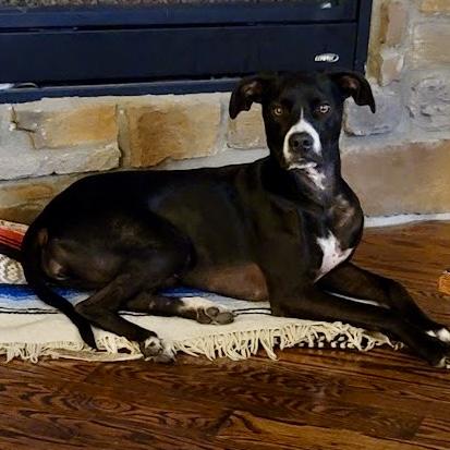 Oreo, a Adoptable mixed breed in Mead, CO image 5/6