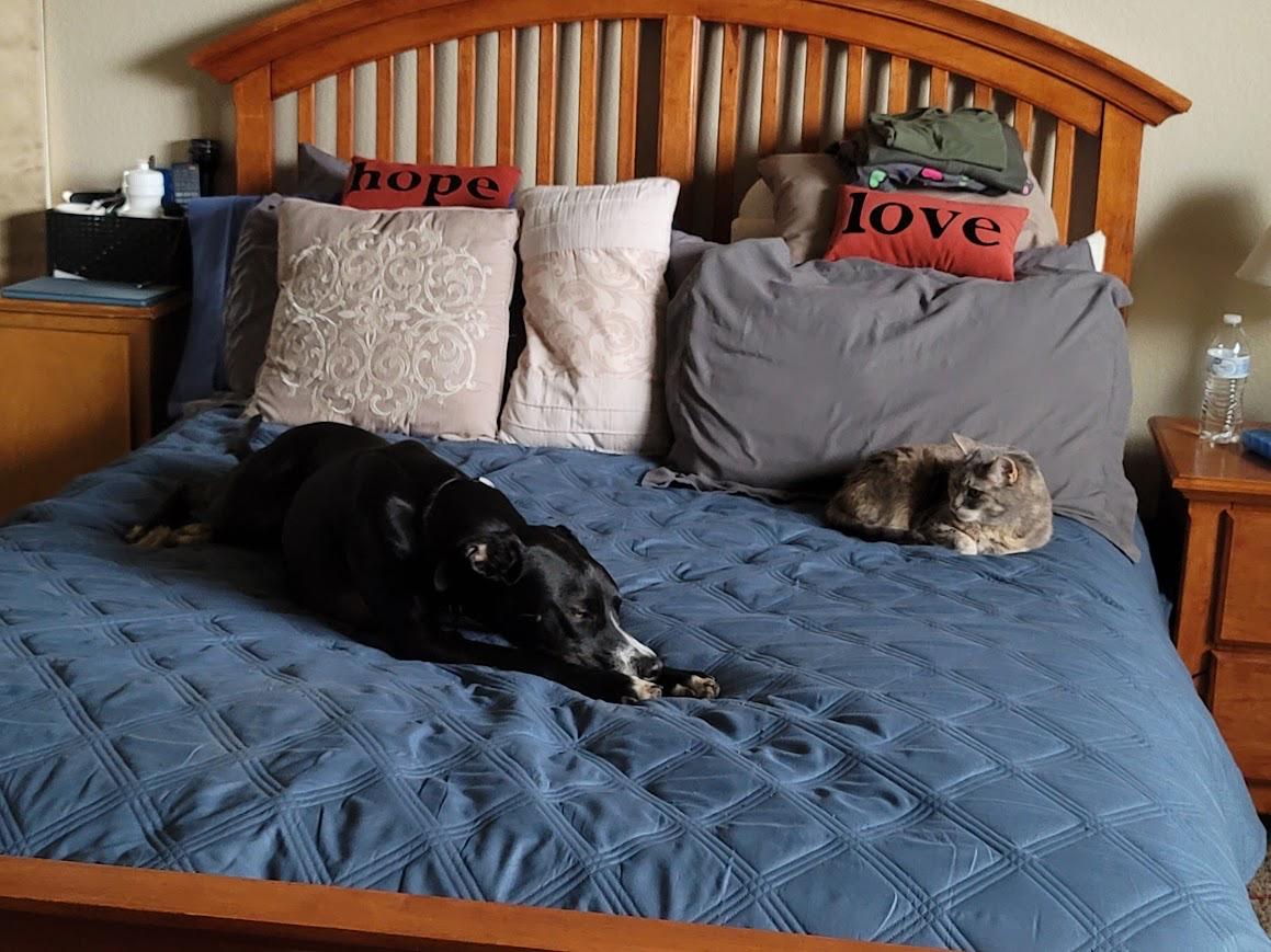 Oreo, a Adoptable mixed breed in Mead, CO image 6/6