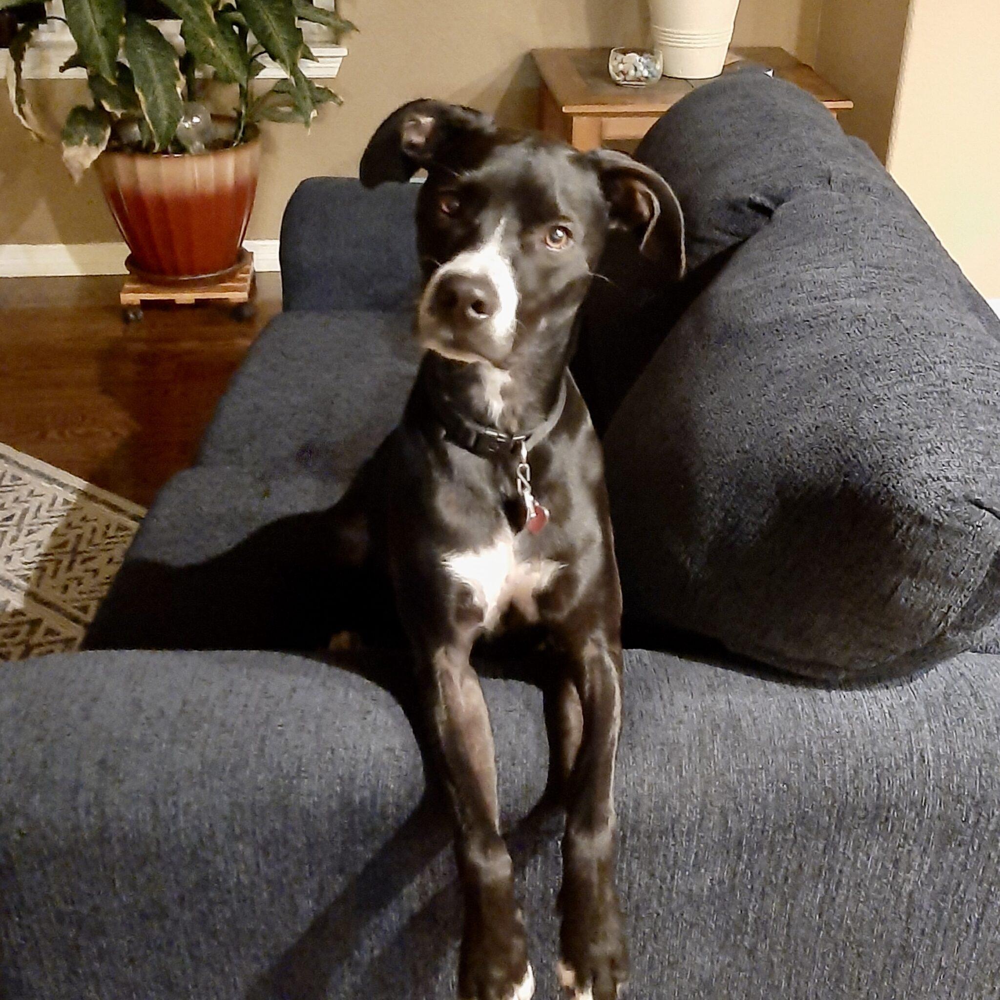Oreo, a Adoptable mixed breed in Mead, CO image 3/6