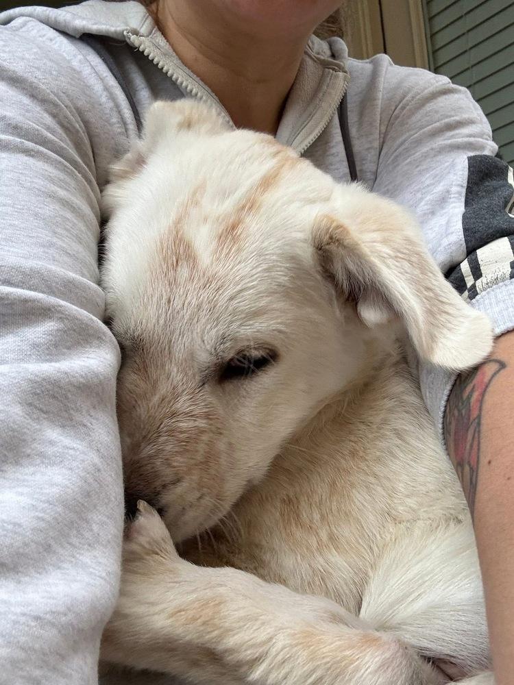 25-112 Axel, Adoptable, Puppy Male Labrador Retriever & Cattle Dog.