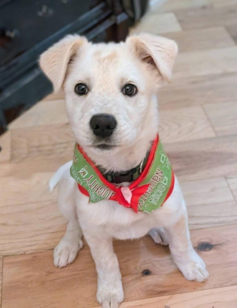 Enlarge 25-112 Axel, a Adoptable mixed breed in Richardson, TX image 1/6