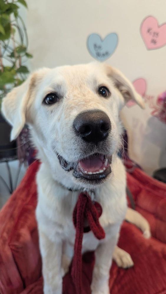 25-112 Axel, Adoptable, Puppy Male Labrador Retriever & Australian Cattle Dog / Blue Heeler.