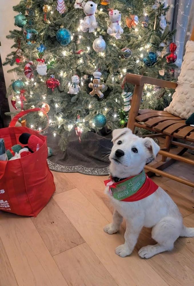 Enlarge 25-112 Axel, a Adoptable mixed breed in Richardson, TX image 3/6