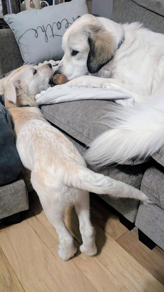 Enlarge 25-112 Axel, a Adoptable mixed breed in Richardson, TX image 4/6