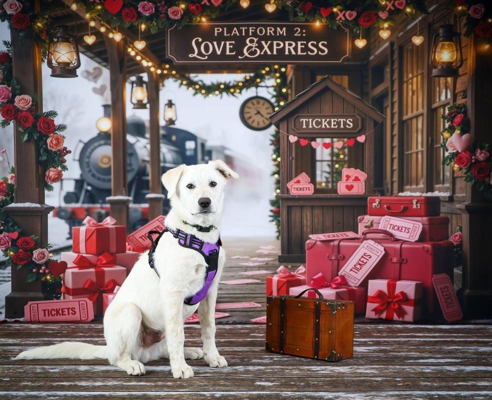 Enlarge 25-112 Axel, a Adoptable mixed breed in Richardson, TX image 3/6