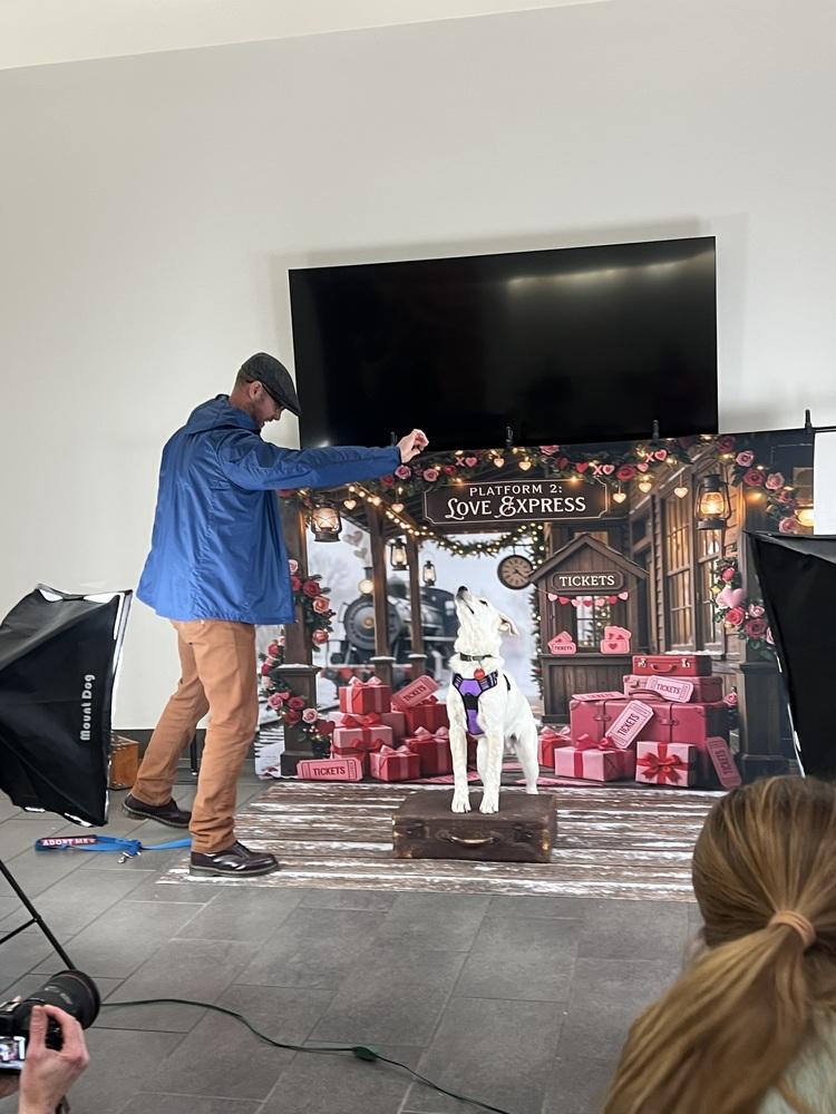 Enlarge 25-112 Axel, a Adoptable mixed breed in Richardson, TX image 4/6