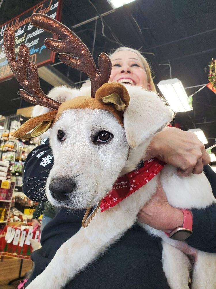 Enlarge 25-112 Axel, a Adoptable mixed breed in Richardson, TX image 5/6