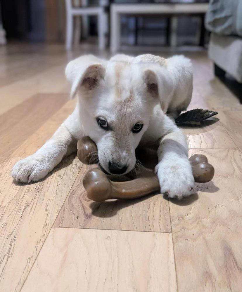 Enlarge 25-112 Axel, a Adoptable mixed breed in Richardson, TX image 6/6