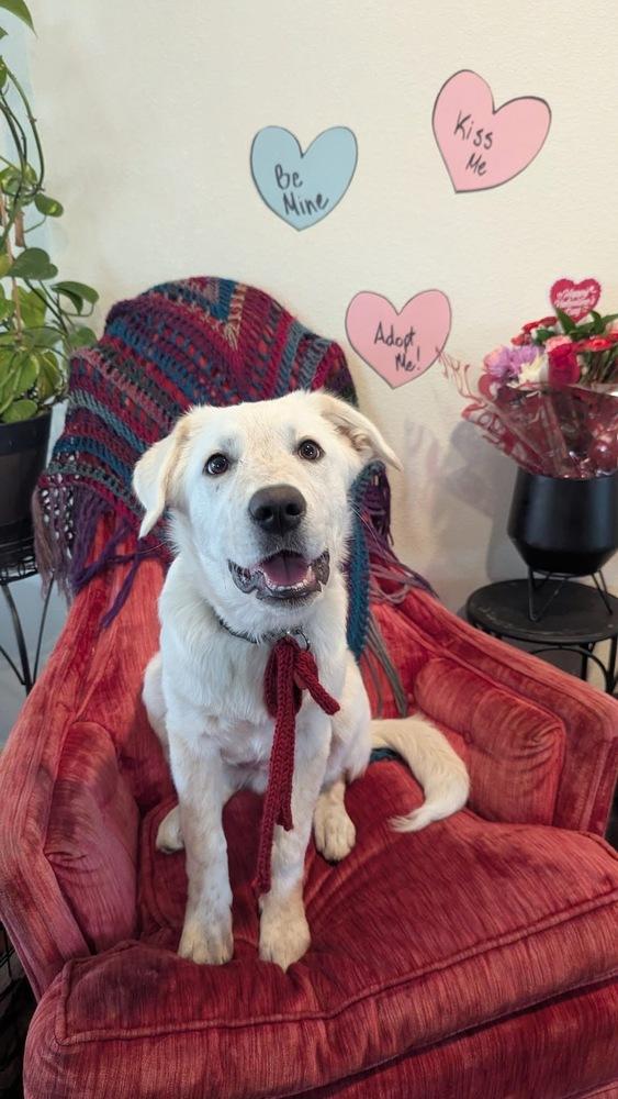 Enlarge 25-112 Axel, a Adoptable mixed breed in Richardson, TX image 6/6