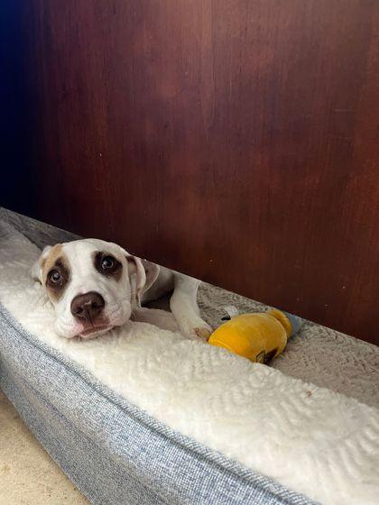 Enlarge Pepperoni, a Adoptable mixed breed in Irving, TX image 1/1