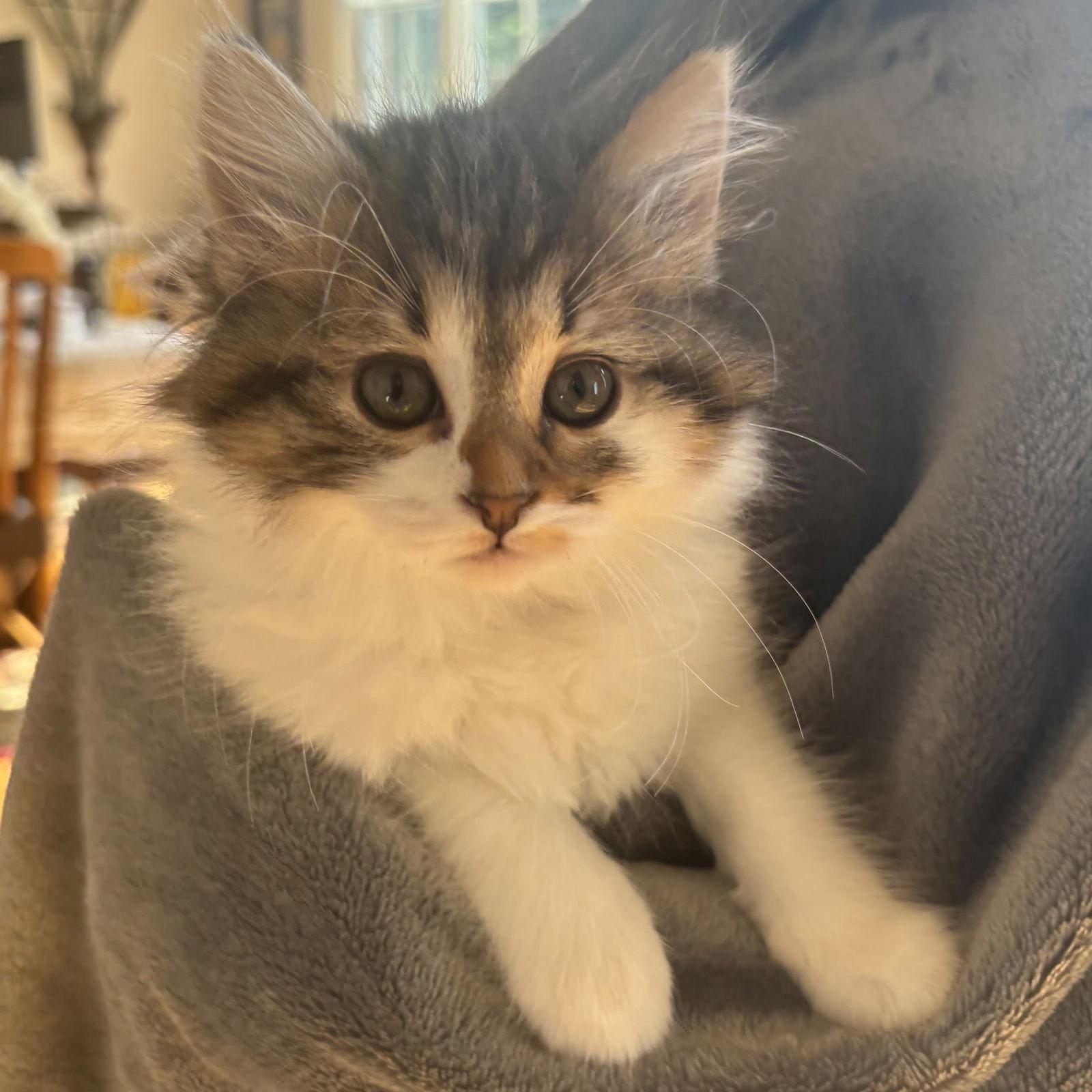 Enlarge Diamond, a Adopted Domestic Short Hair in Island Lake, IL image 1/3