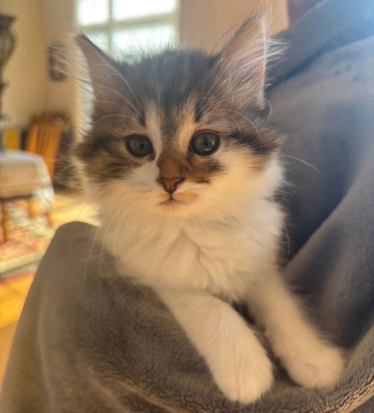 Enlarge Diamond, a Adopted Domestic Short Hair in Island Lake, IL image 2/3