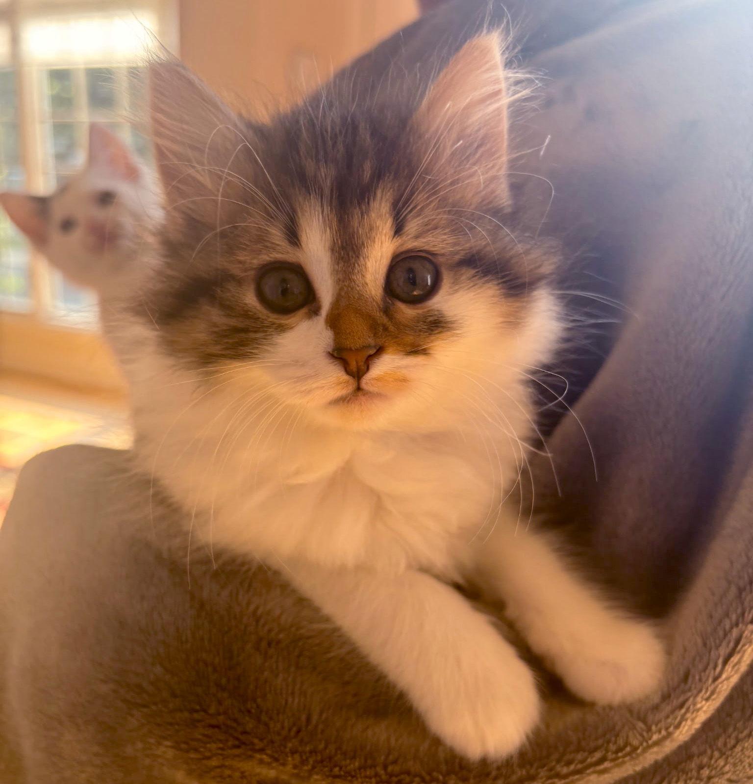 Enlarge Diamond, a Adopted Domestic Short Hair in Island Lake, IL image 3/3