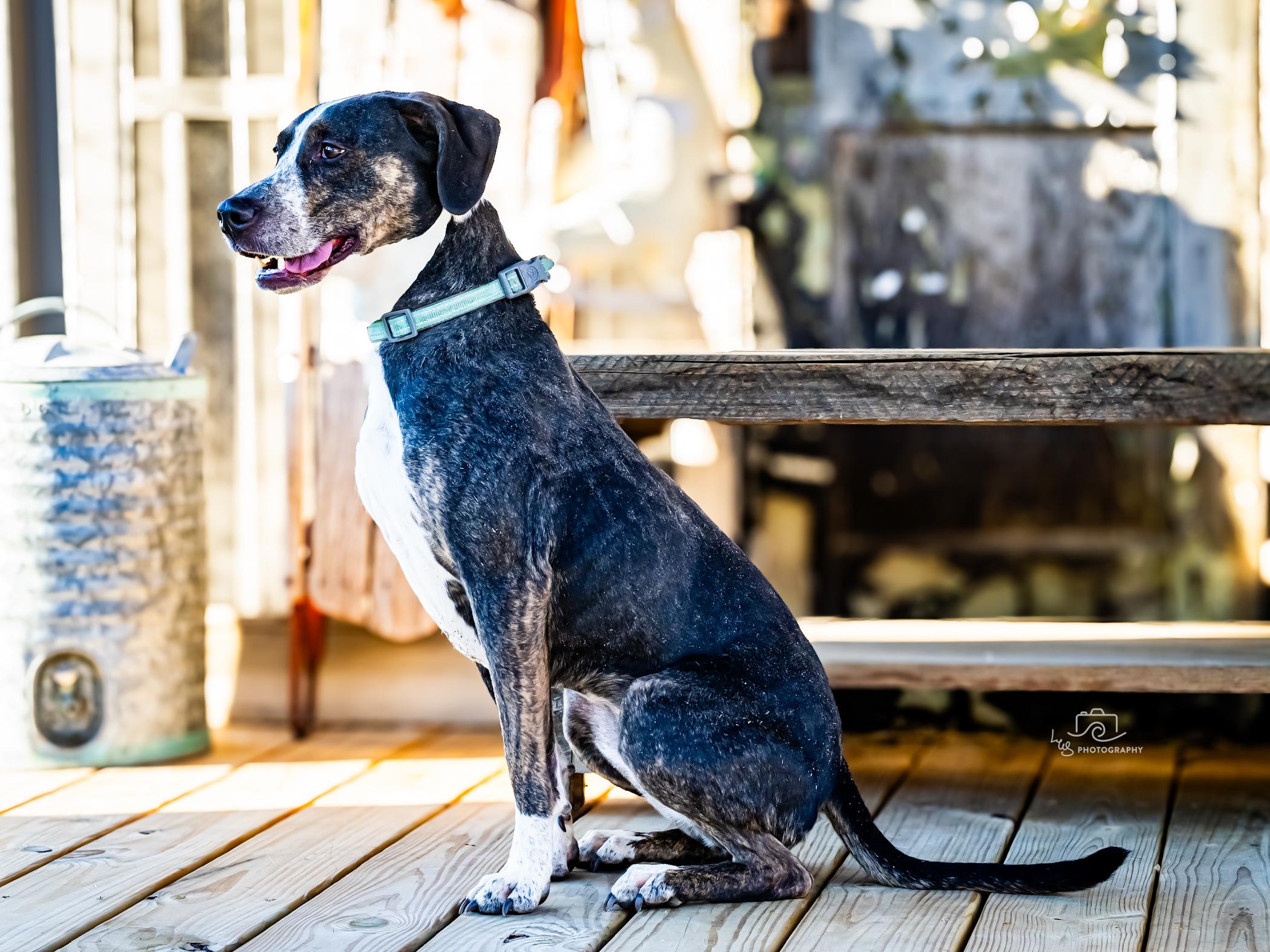 Enlarge Rue Rue, a Adopted mixed breed in Bristol, TN image 2/5