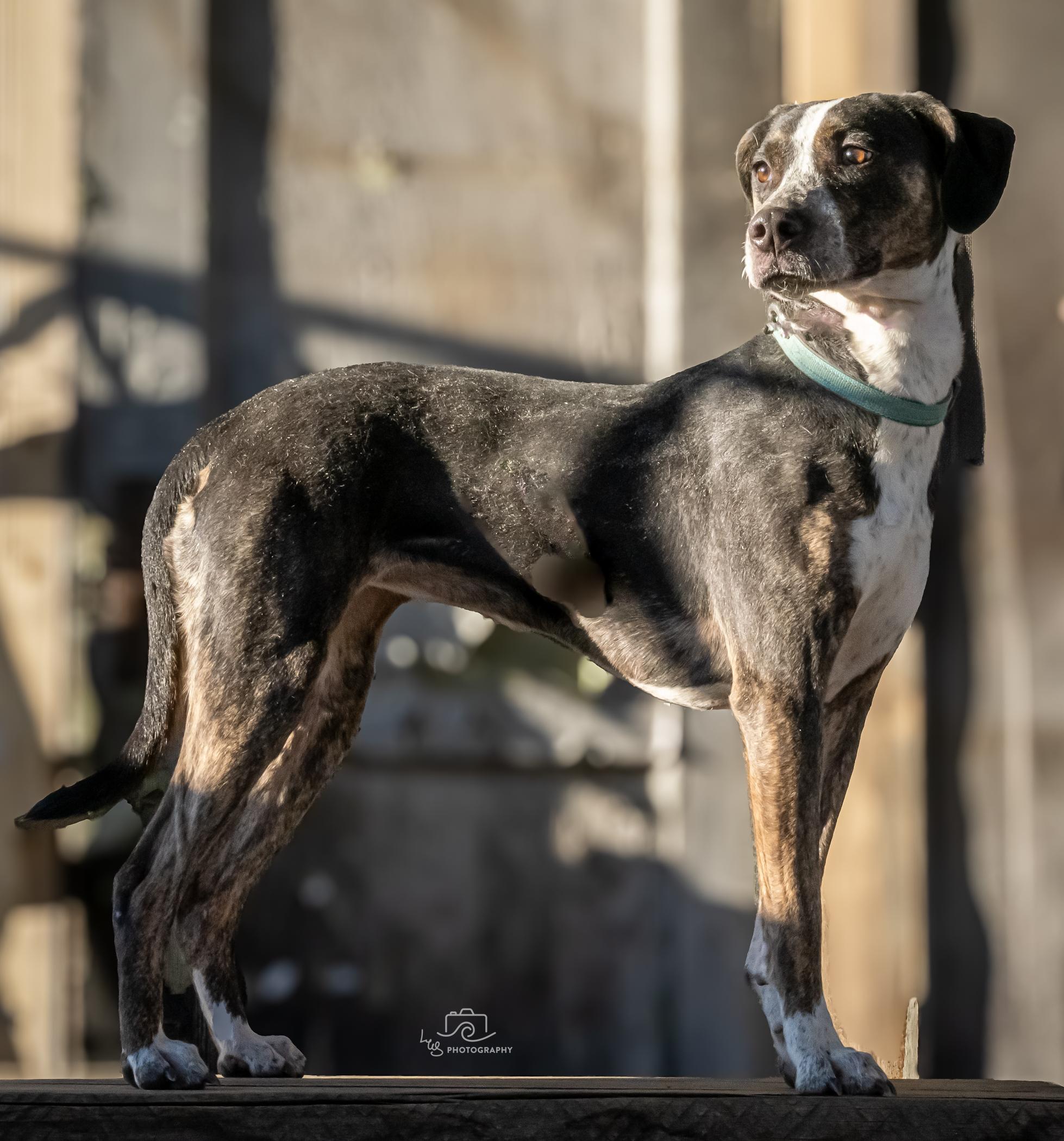Enlarge Rue Rue, a Adopted mixed breed in Bristol, TN image 3/5