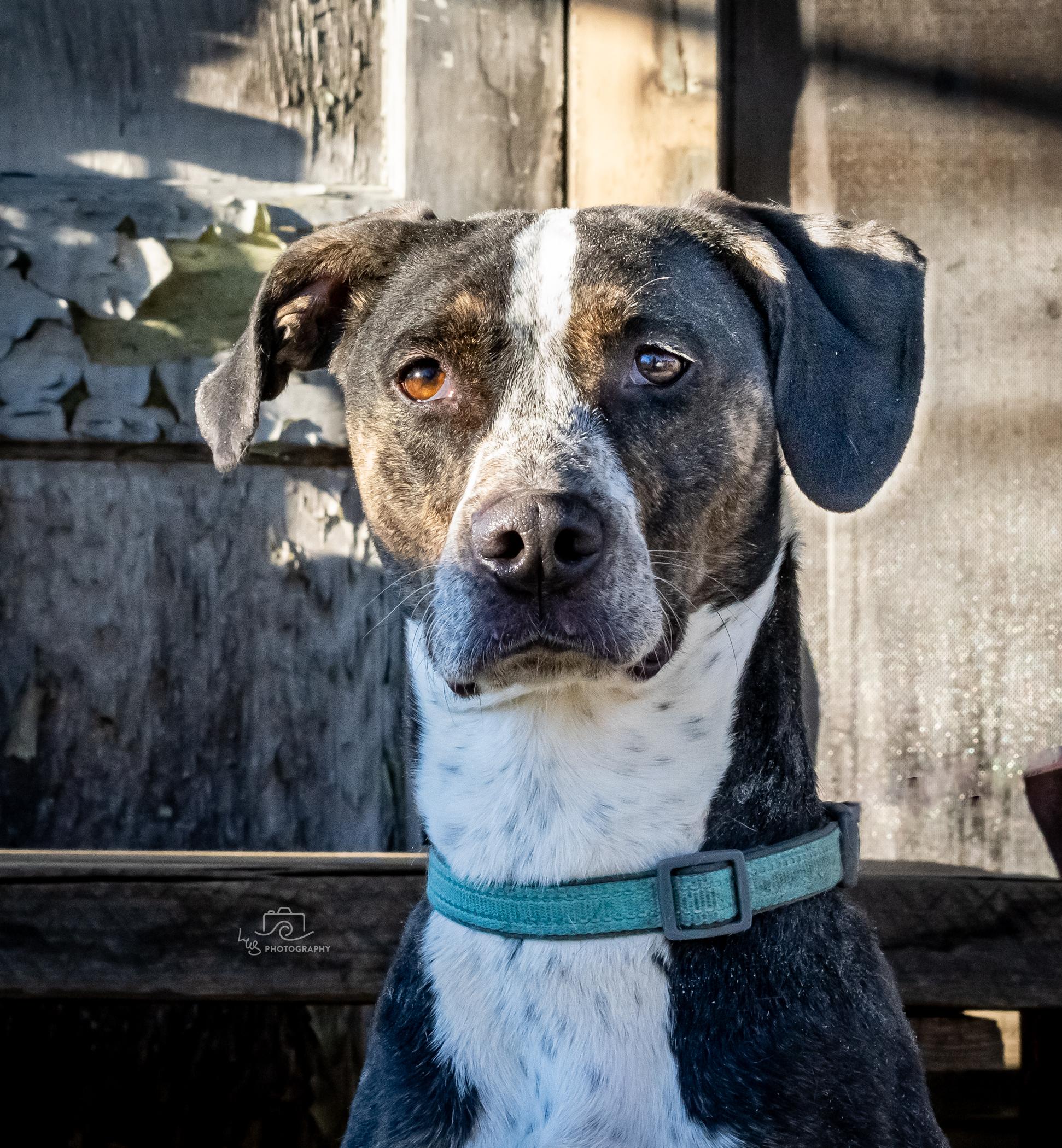 Enlarge Rue Rue, a Adopted mixed breed in Bristol, TN image 4/5