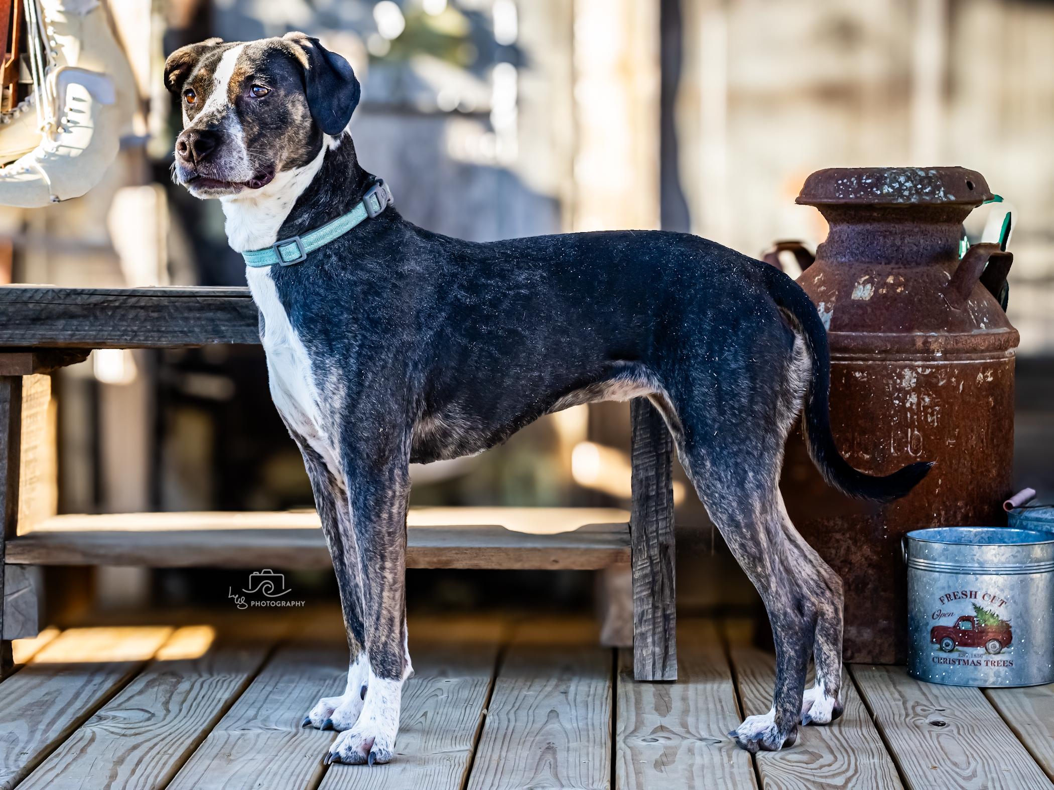 Enlarge Rue Rue, a Adopted mixed breed in Bristol, TN image 5/5