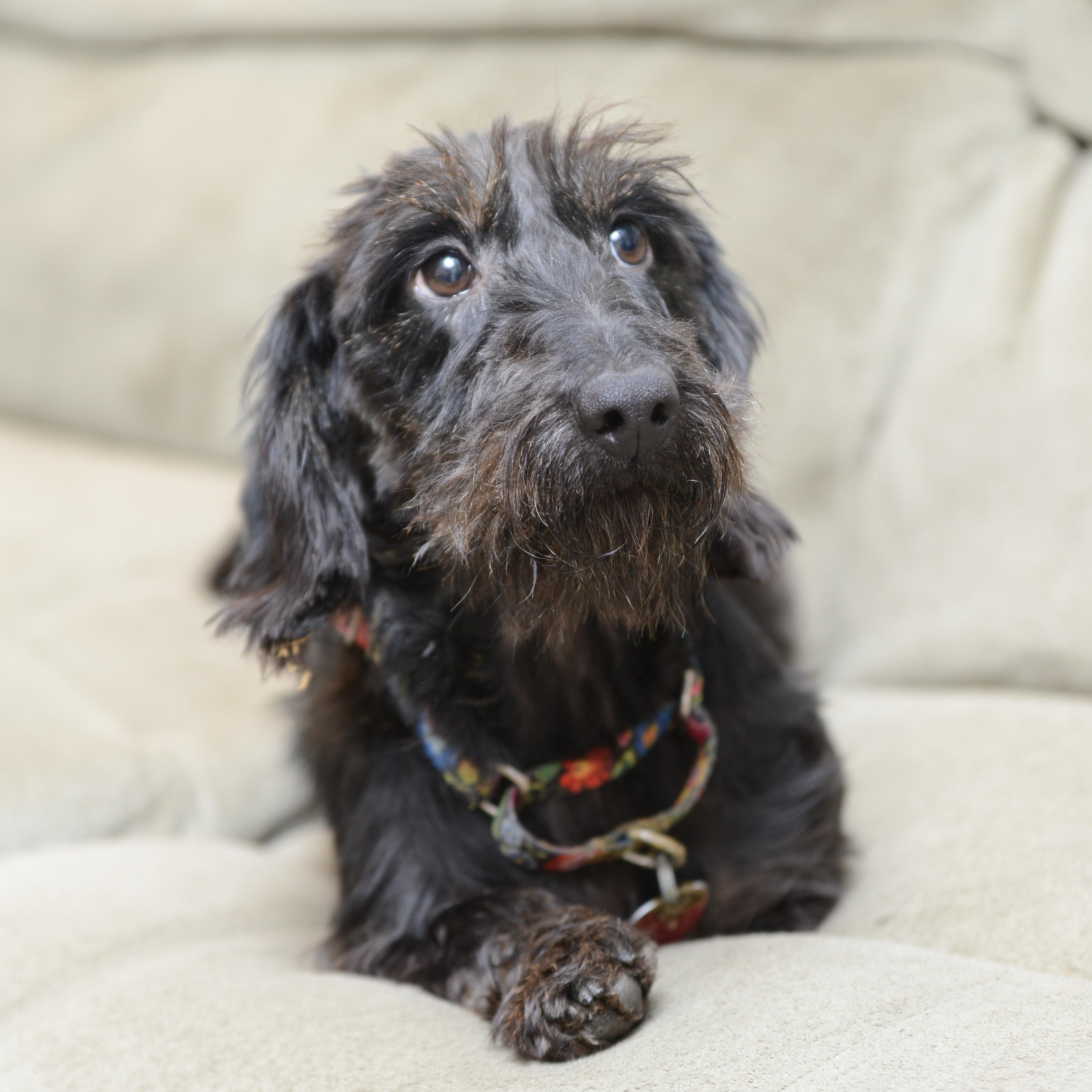 Enlarge Gertrude [Gertie], a Adoptable Dachshund in Morrisville, PA image 2/2