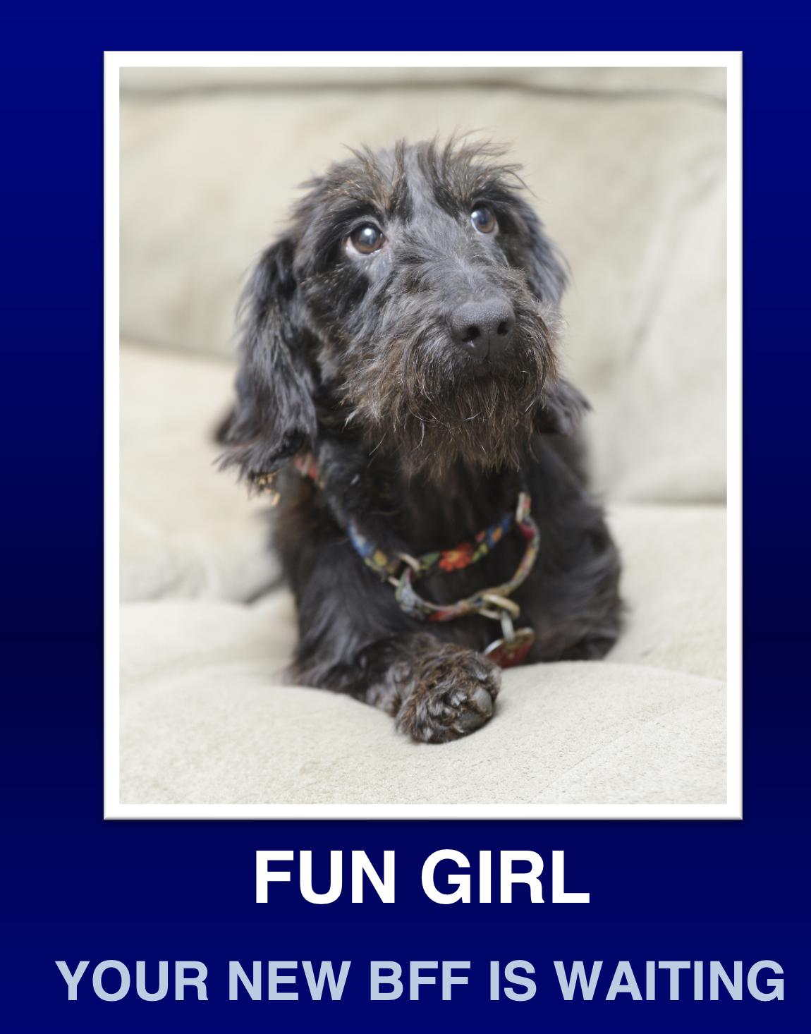 Gertrude [Gertie], Adoptable, Young Male Dachshund.