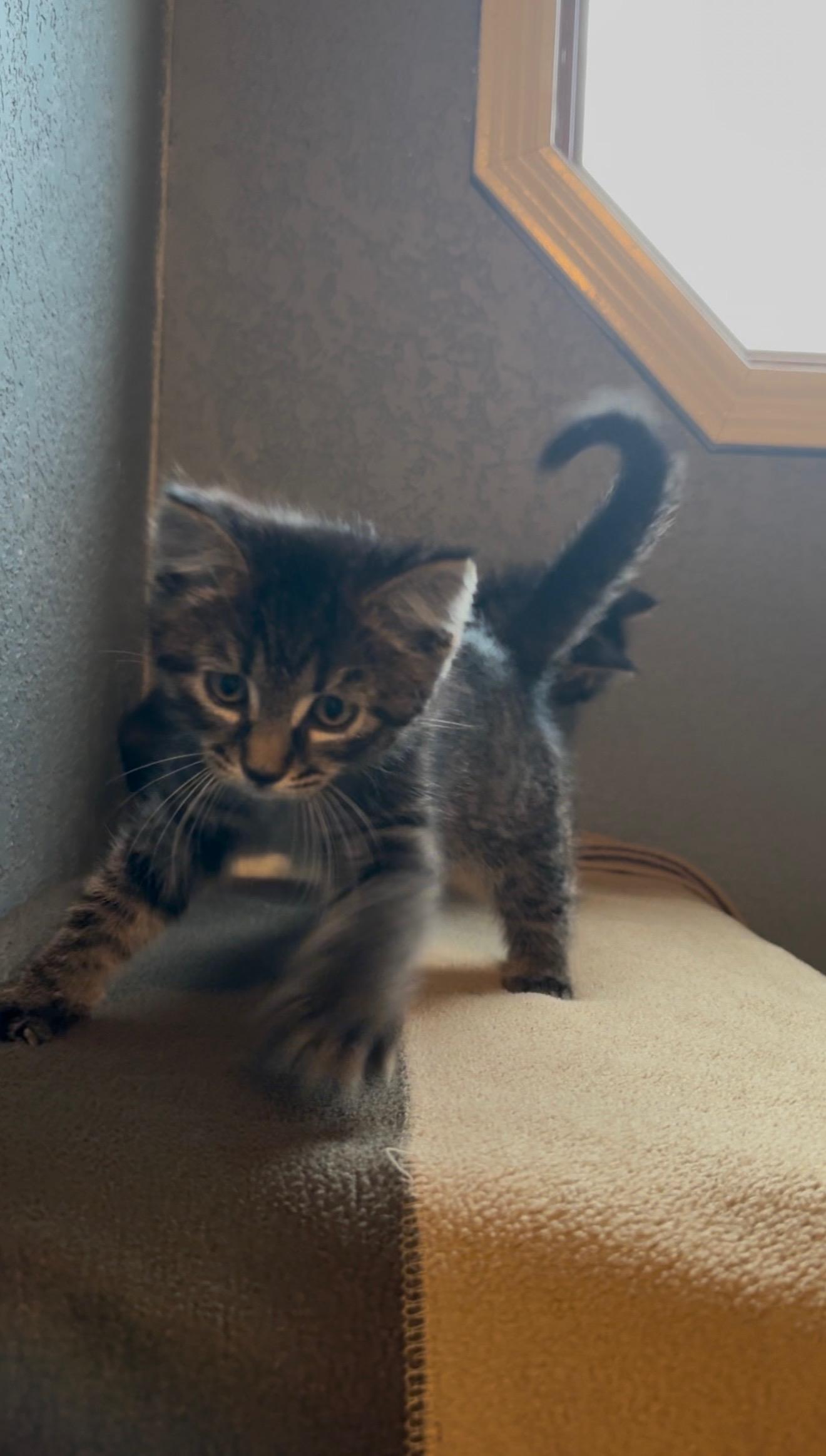 Enlarge Jessie, an adopted Domestic Short Hair in Fertile, MN image 2/2