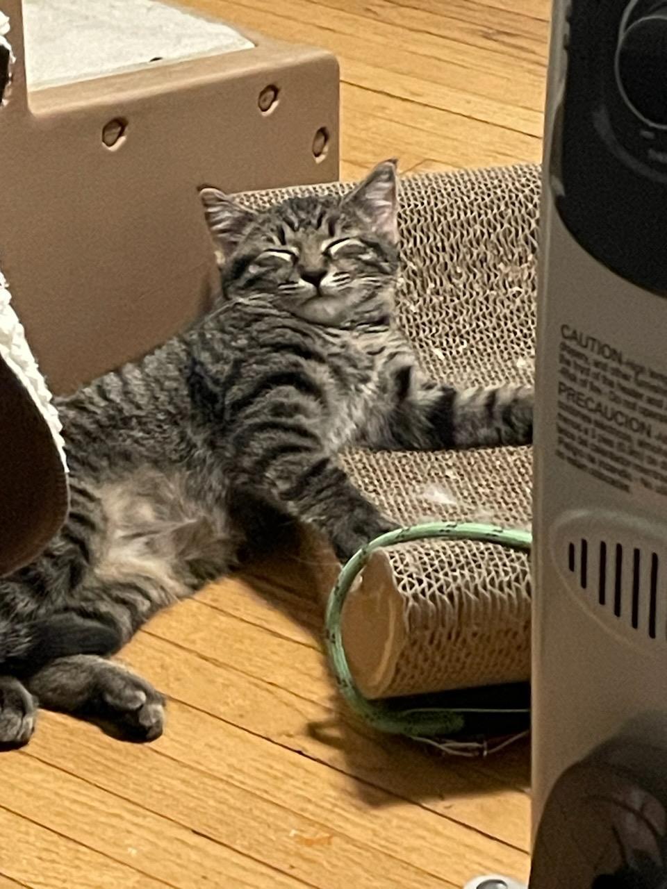 Jessie, adopted, Kitten Female Domestic Short Hair.