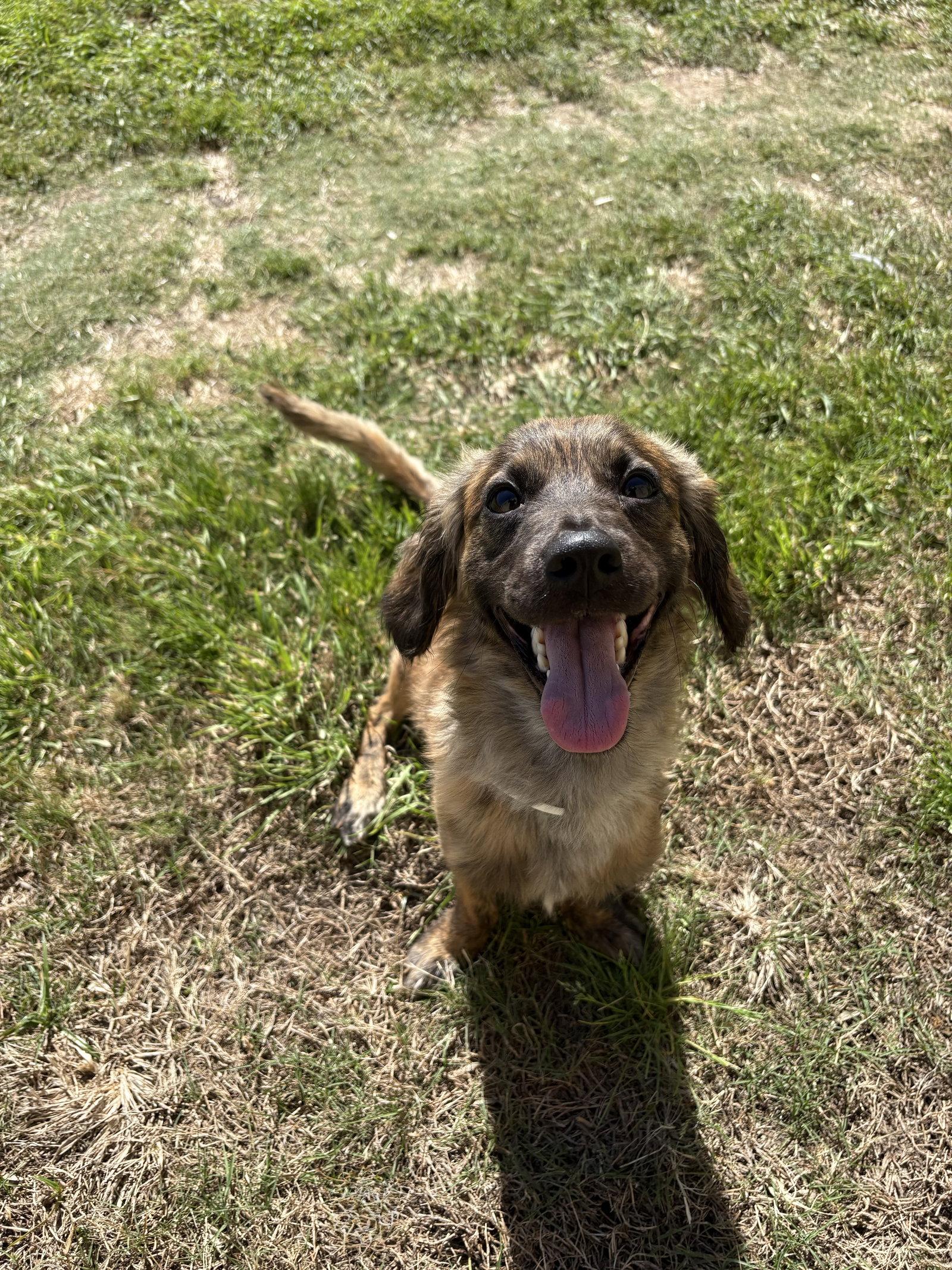 Enlarge Waylon Jennings, a Adopted Dachshund in Austin, TX image 1/3
