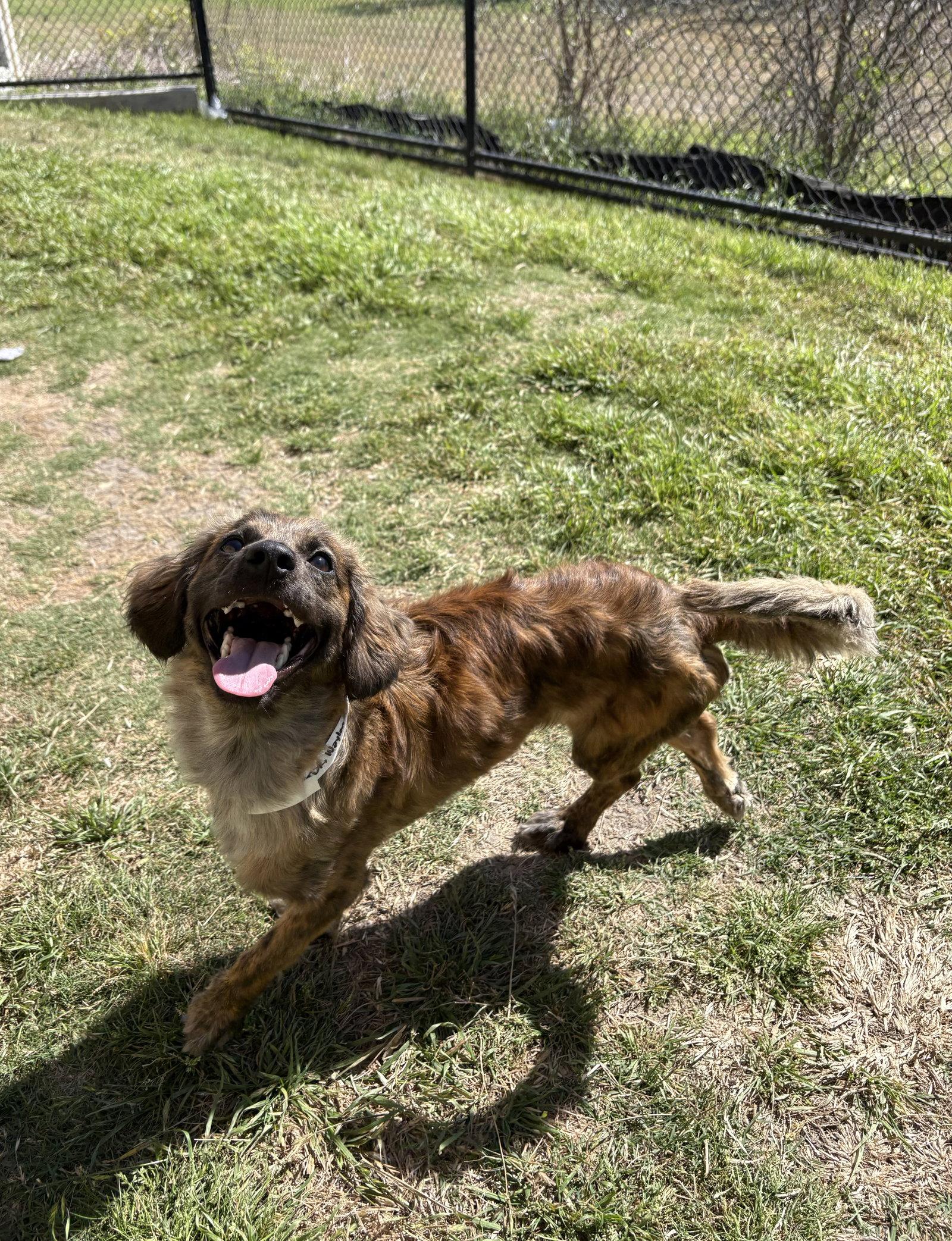 Enlarge Waylon Jennings, a Adopted Dachshund in Austin, TX image 2/3