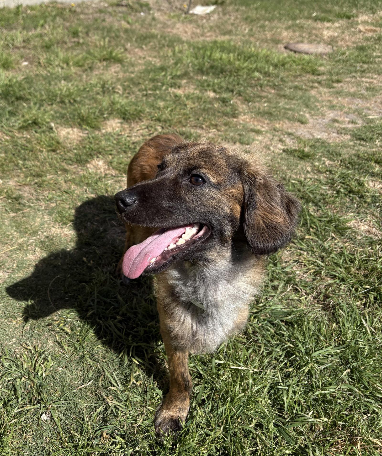 Enlarge Waylon Jennings, a Adopted Dachshund in Austin, TX image 3/3