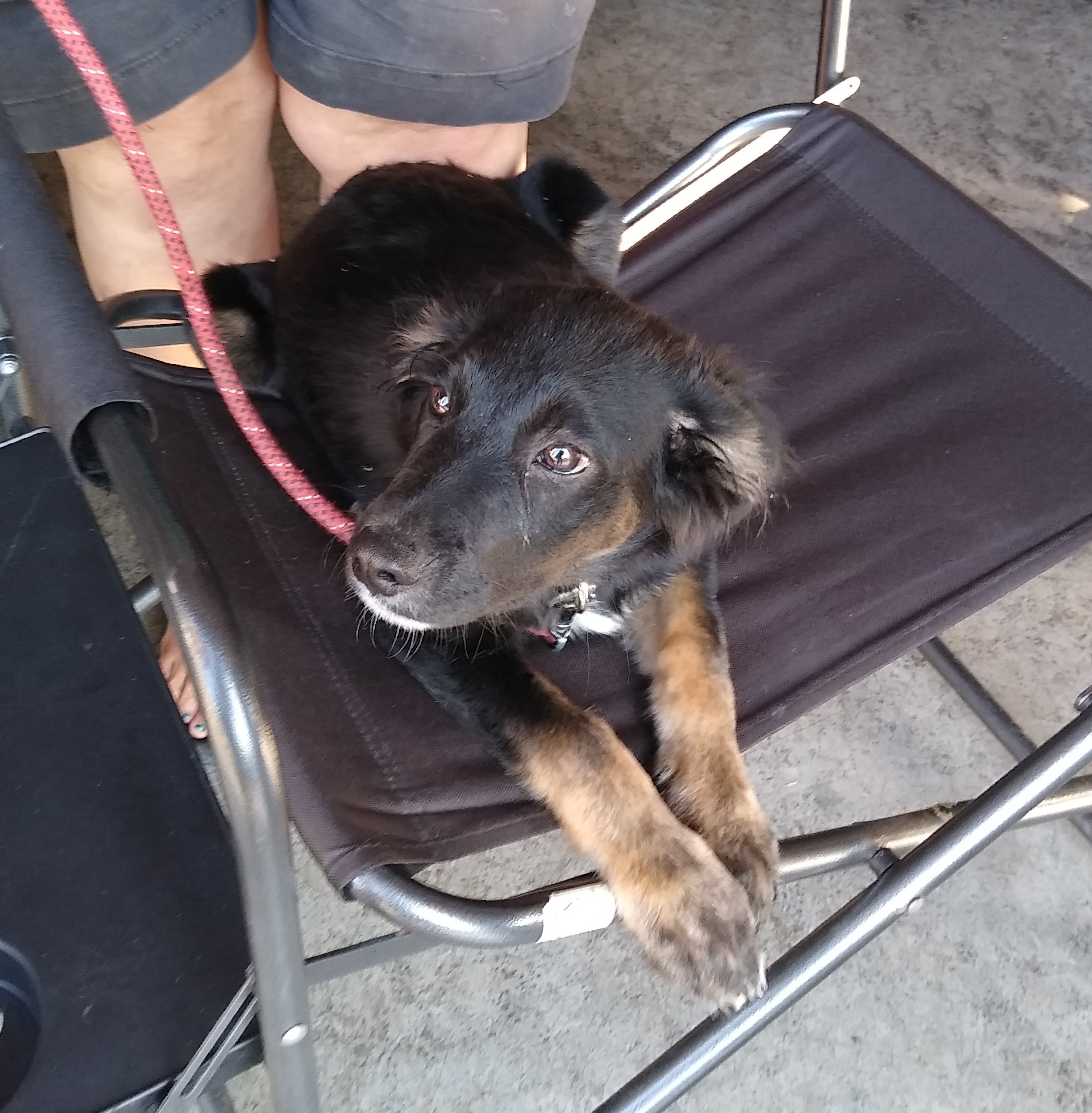 Dennis, Adoptable, Adult Male Shepherd & Terrier.