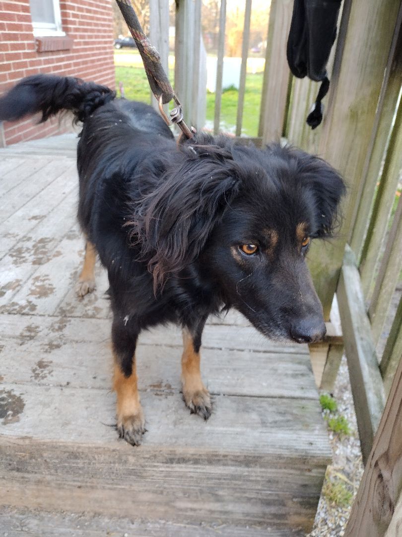 Dennis, a Adoptable mixed breed in Jasonville, IN image 3/7