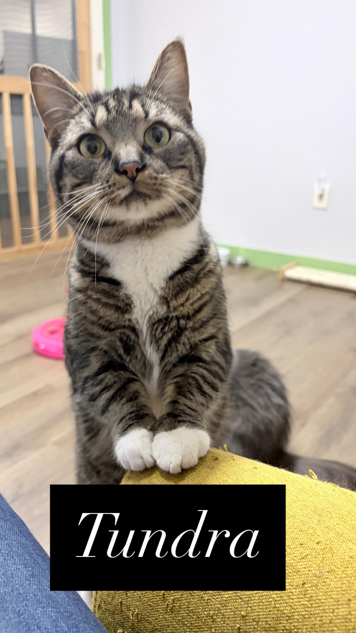 Enlarge Tundra, a Adoptable Domestic Short Hair in Orleans, VT image 1/4