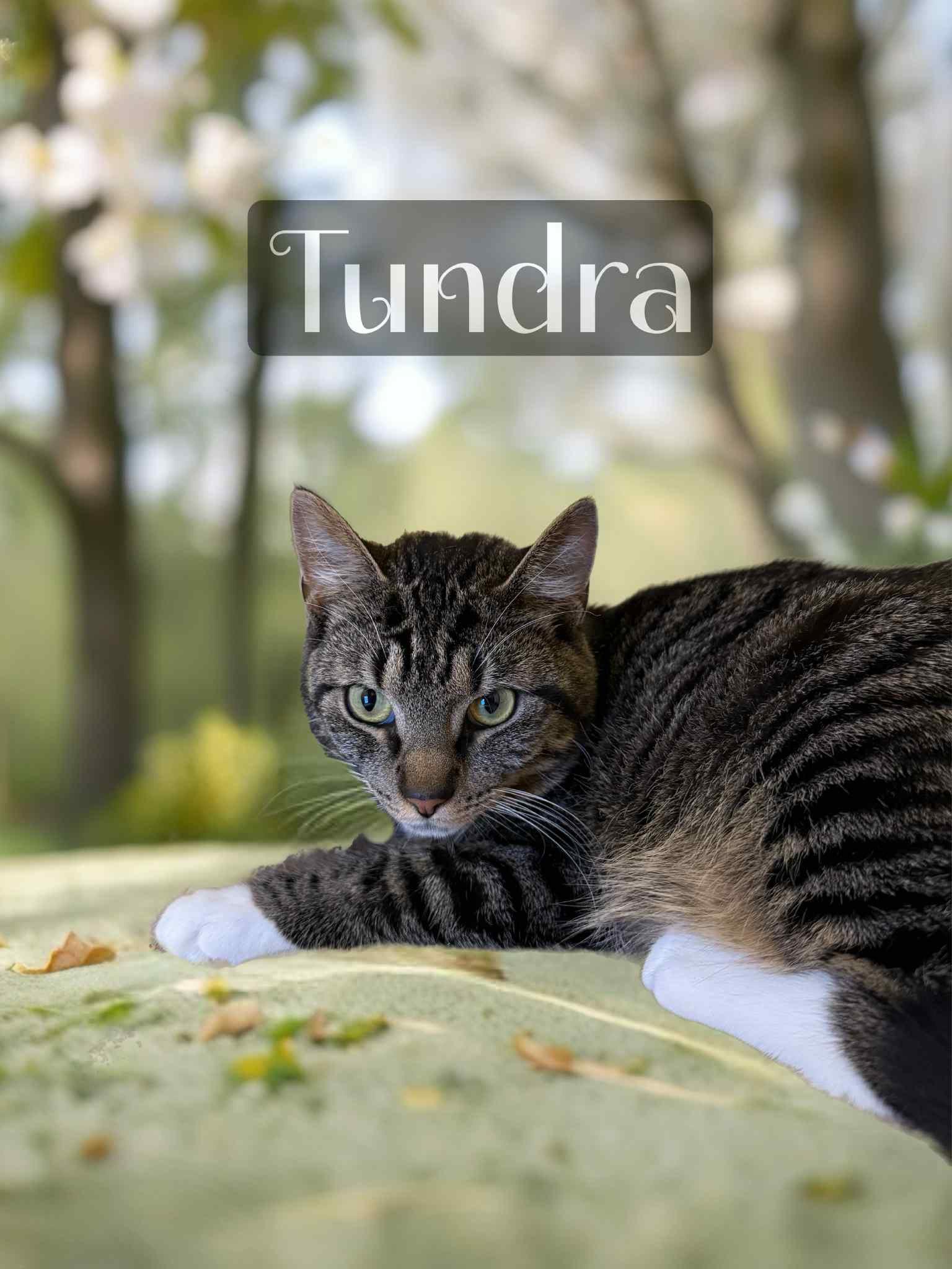 Enlarge Tundra, a Adoptable Domestic Short Hair in Orleans, VT image 3/4