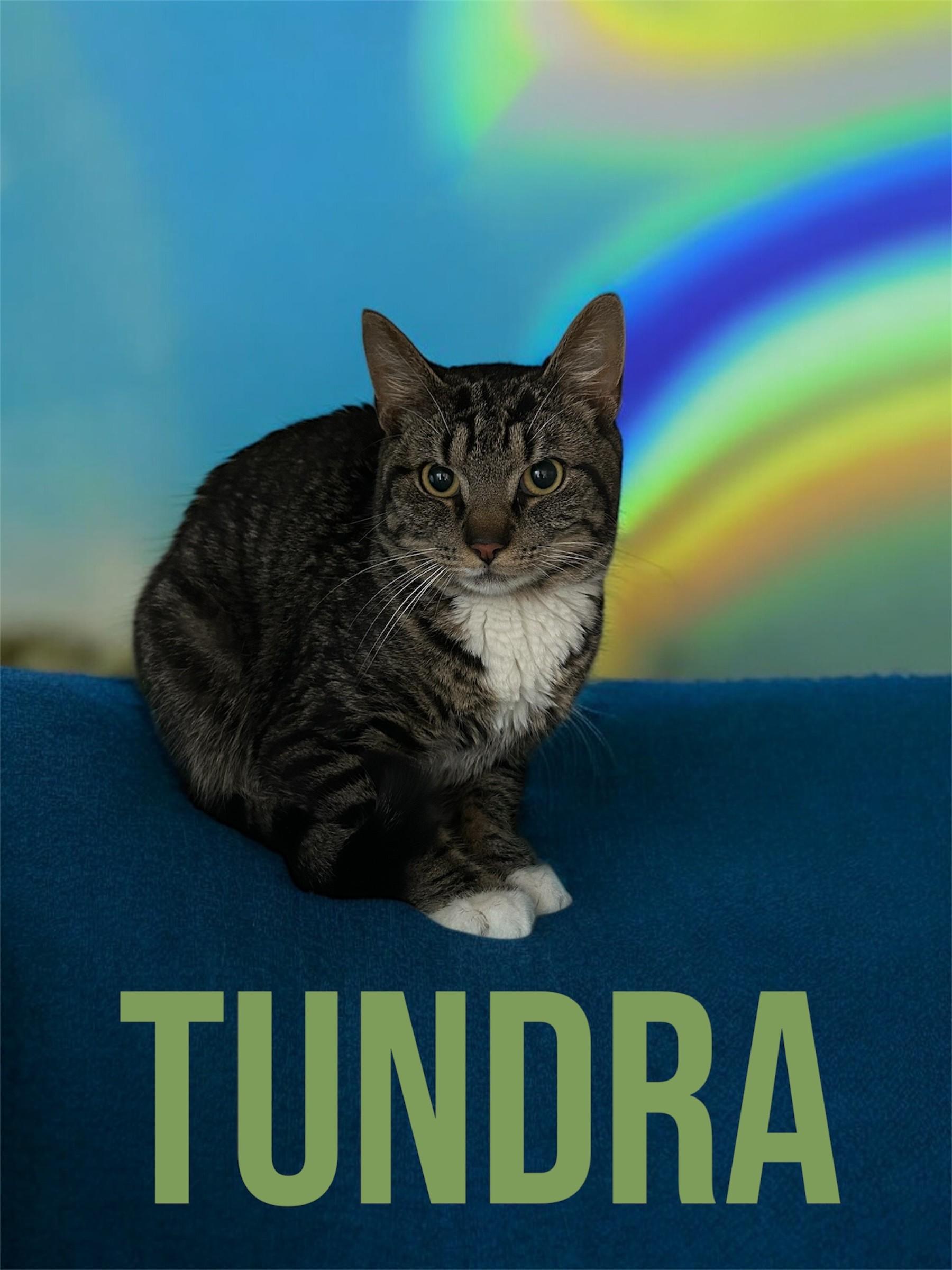 Enlarge Tundra, a Adoptable Domestic Short Hair in Orleans, VT image 4/4