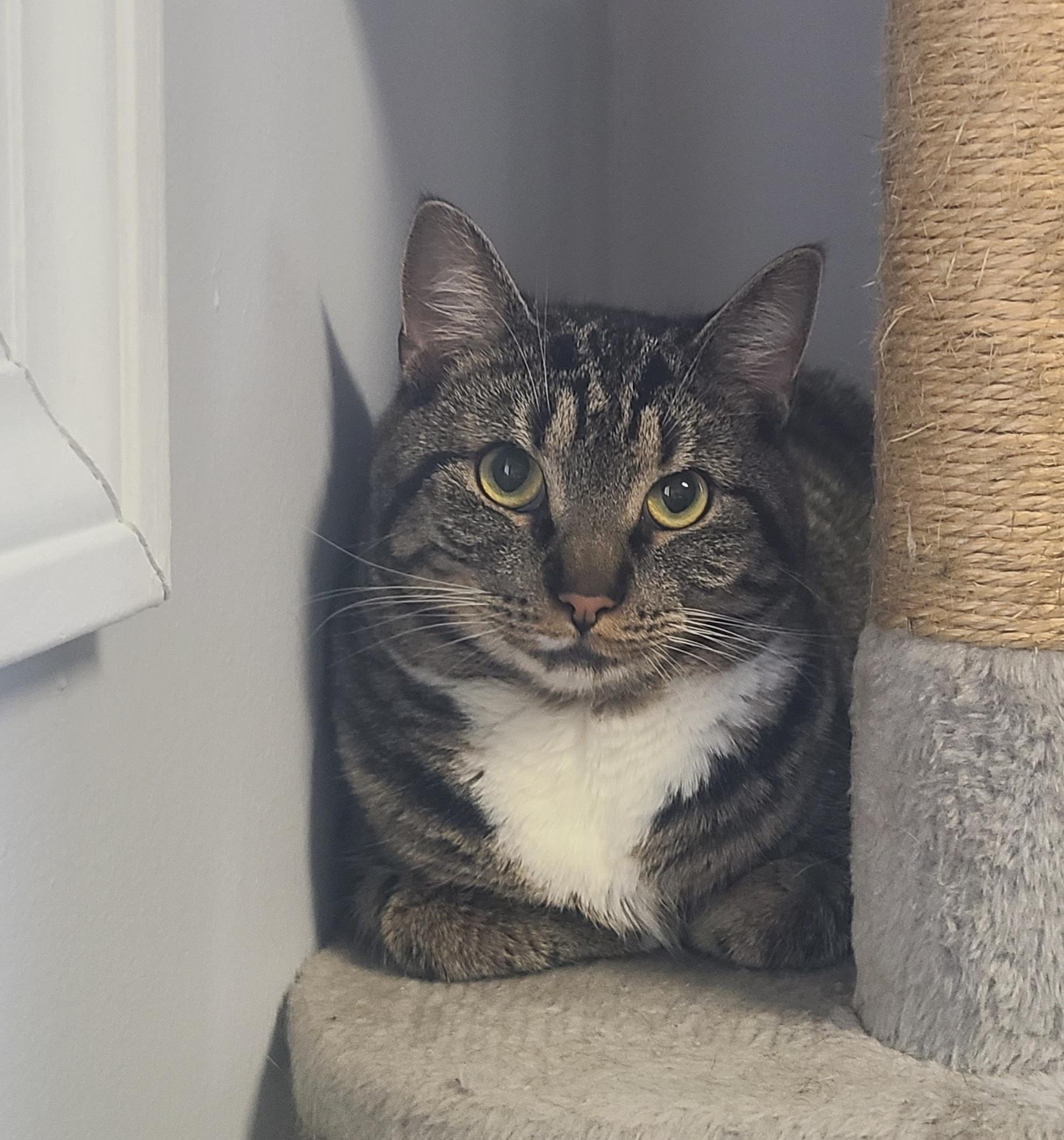 Tundra, Adoptable, Adult Male Domestic Short Hair.