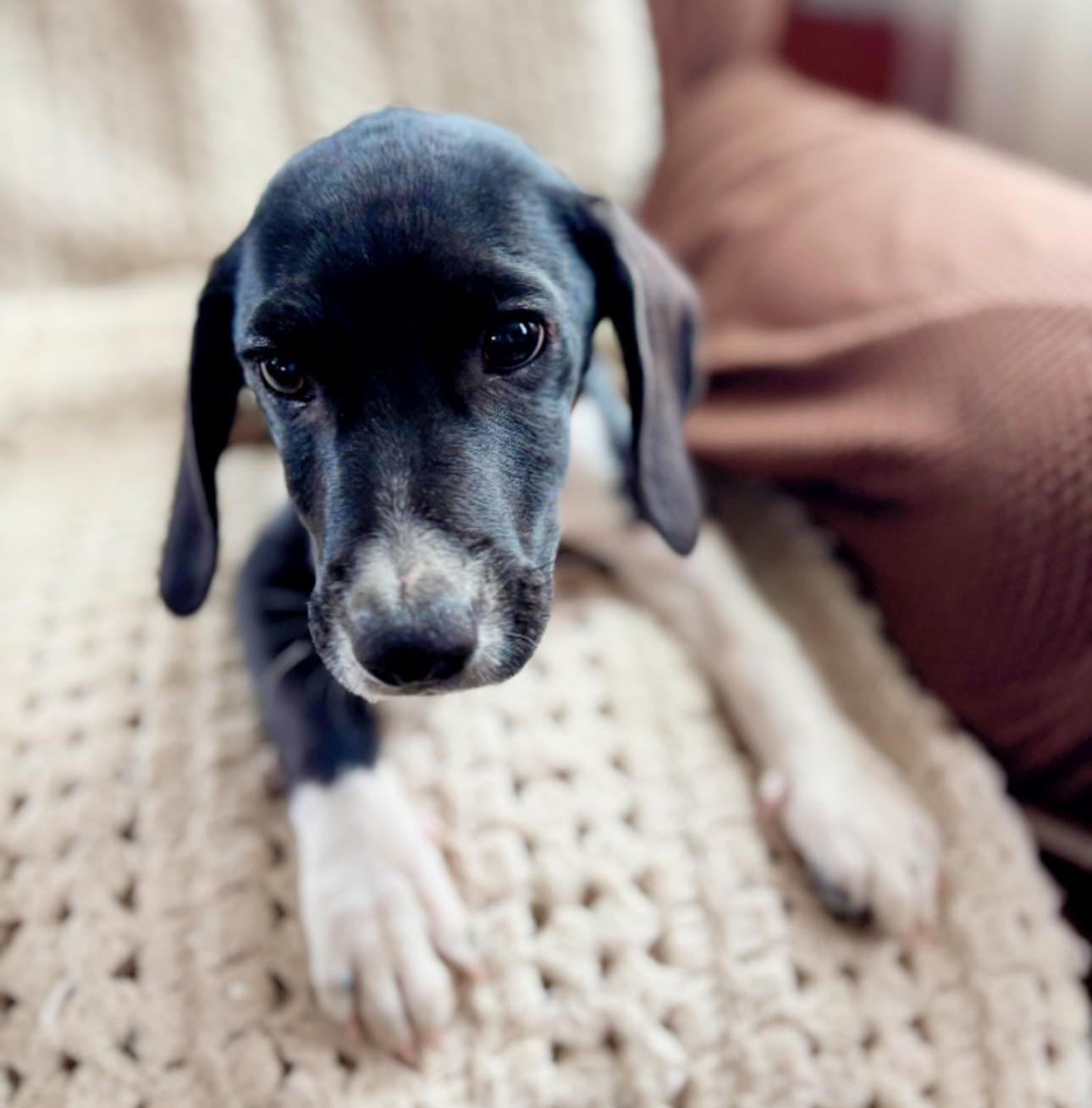 Enlarge Toby, a Adoptable mixed breed in Albany, NY image 4/6