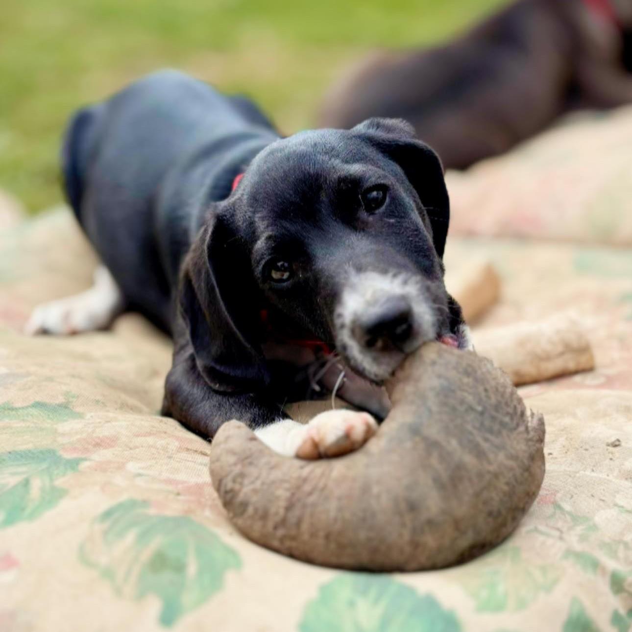Enlarge Toby, a Adoptable mixed breed in Albany, NY image 3/6
