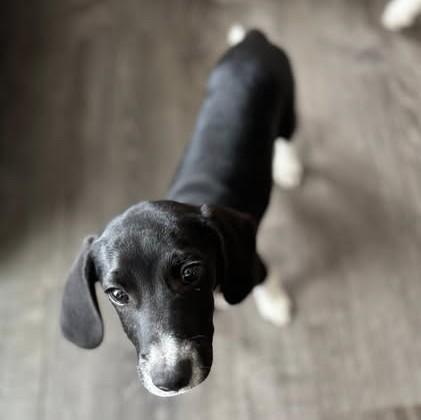 Enlarge Toby, a Adoptable mixed breed in Albany, NY image 5/6