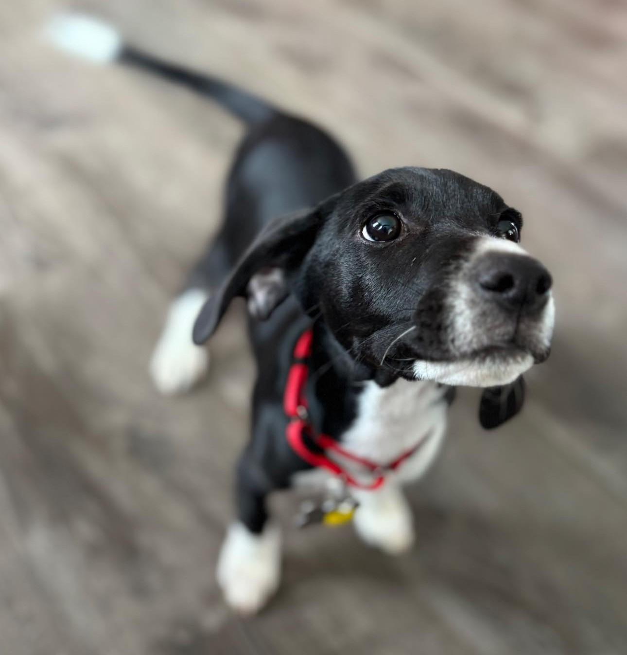 Enlarge Toby, a Adoptable mixed breed in Albany, NY image 2/6