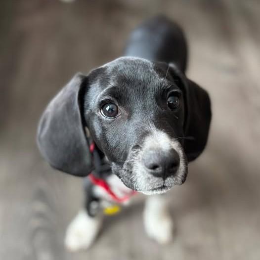 Enlarge Toby, a Adoptable mixed breed in Albany, NY image 1/6