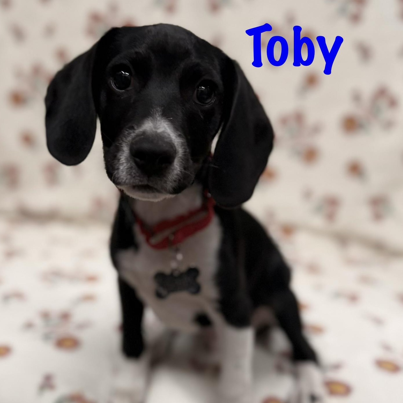 Enlarge Toby, a Adoptable mixed breed in Albany, NY image 6/6