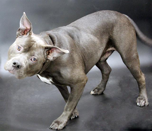 SKYLARK, Adoptable, Adult Male Staffordshire Bull Terrier.