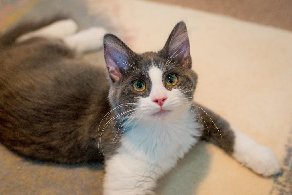 Enlarge Rhysand, a Adoptable mixed breed in Hampton, VA image 3/5