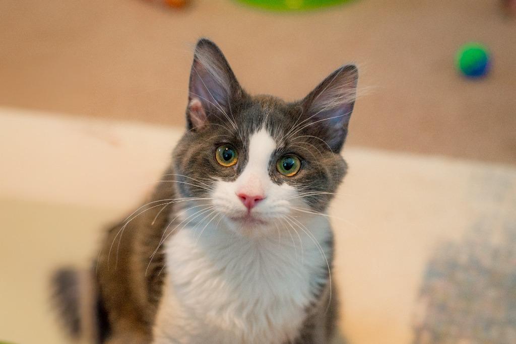Enlarge Rhysand, a Adoptable mixed breed in Hampton, VA image 4/5