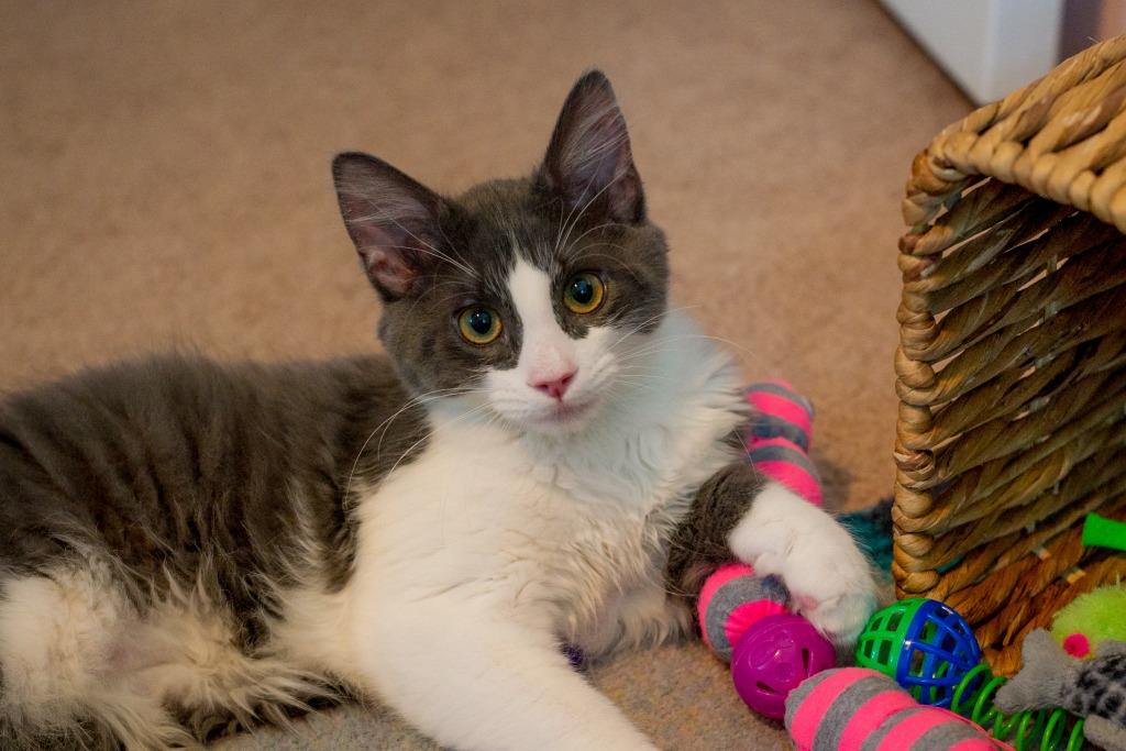 Enlarge Rhysand, a Adoptable mixed breed in Hampton, VA image 5/5