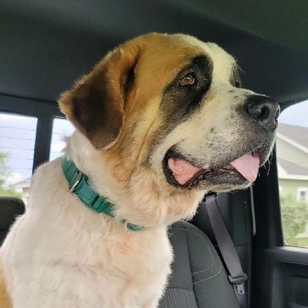 Dora, a Adoptable Saint Bernard in Magnolia, TX image 2/6