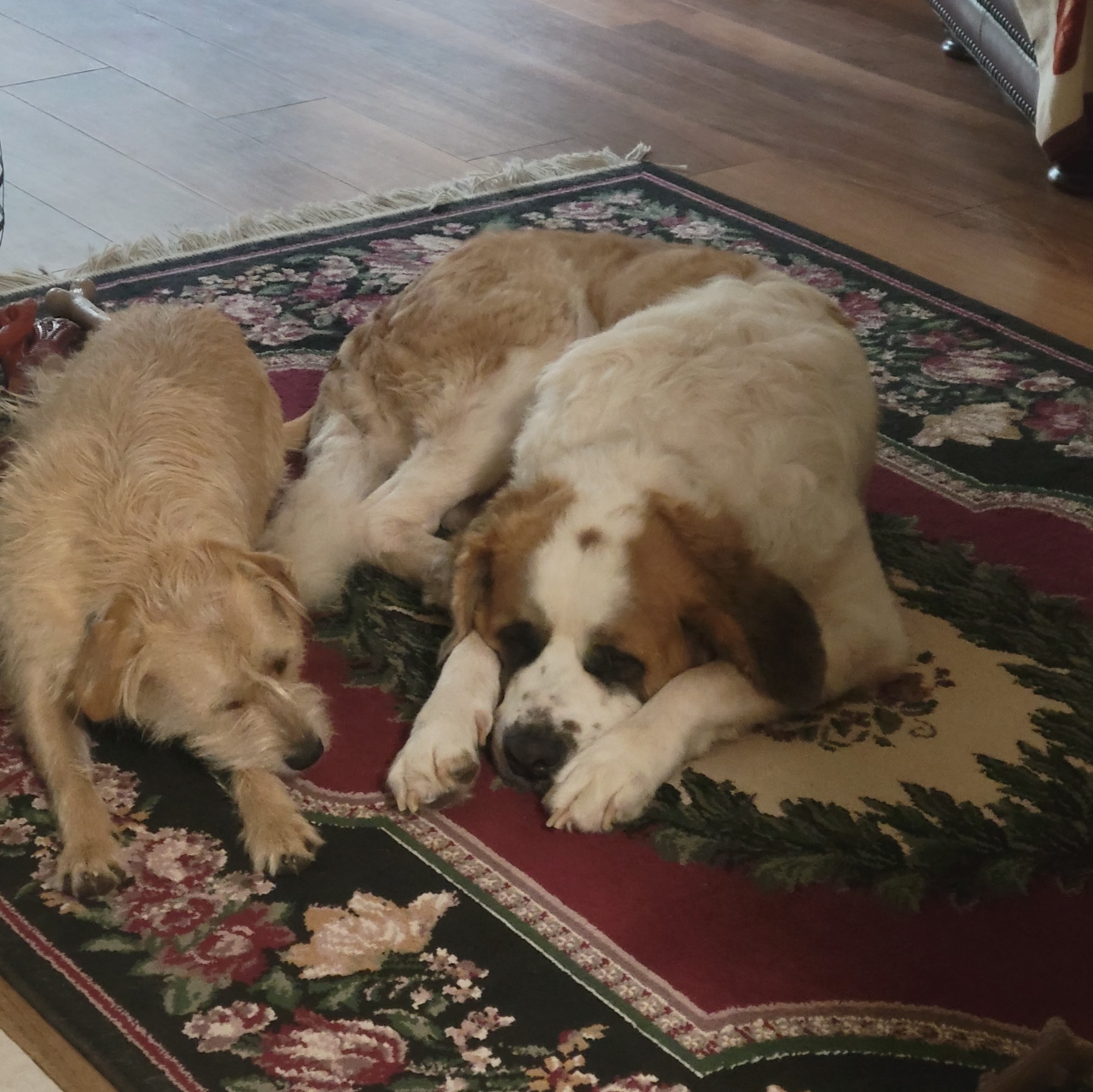 Dora, a Adoptable Saint Bernard in Magnolia, TX image 3/6