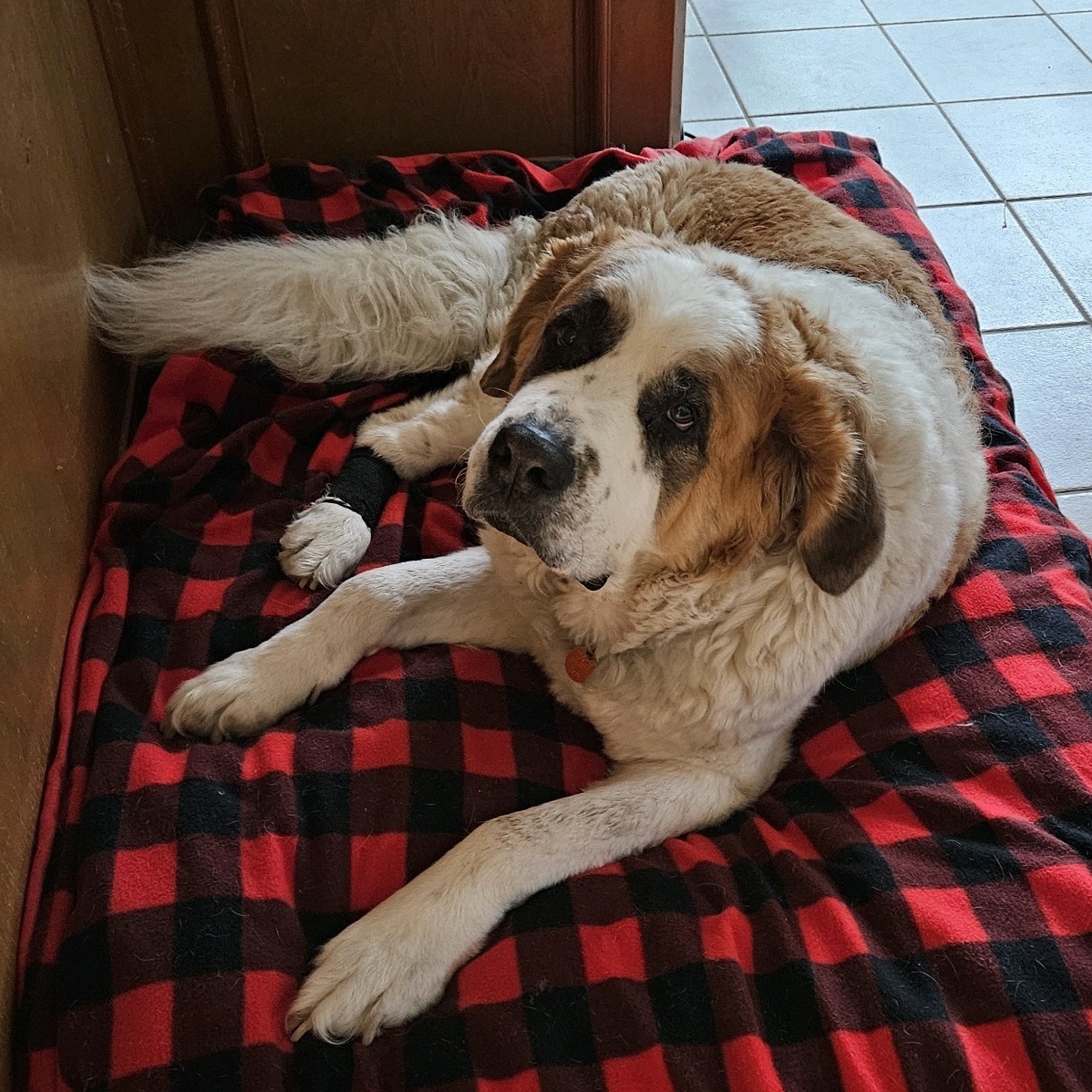 Dora, Adoptable, Senior Female Saint Bernard.