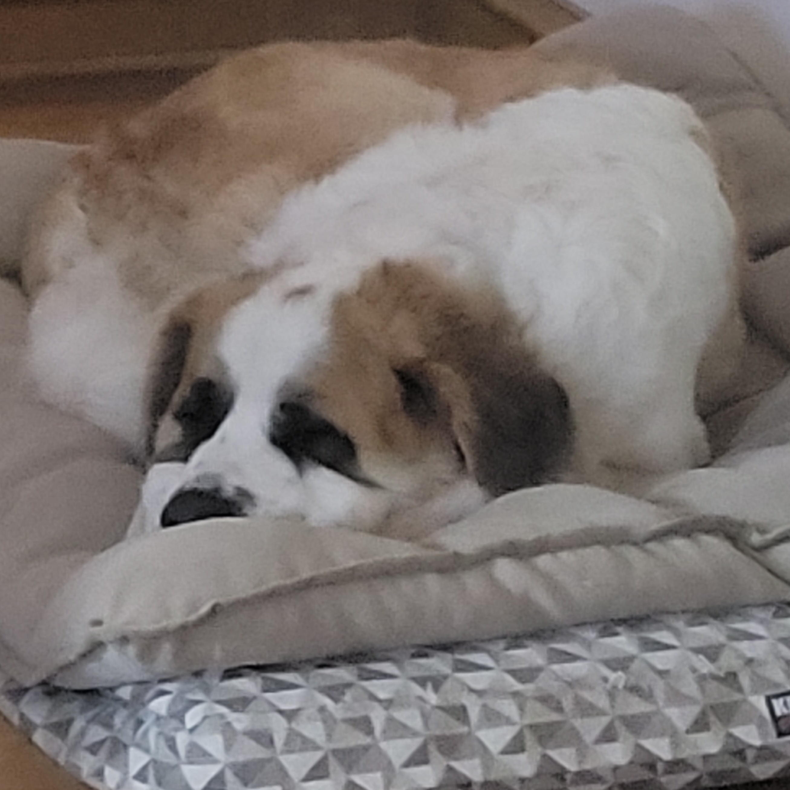 Dora, a Adoptable Saint Bernard in Magnolia, TX image 5/6