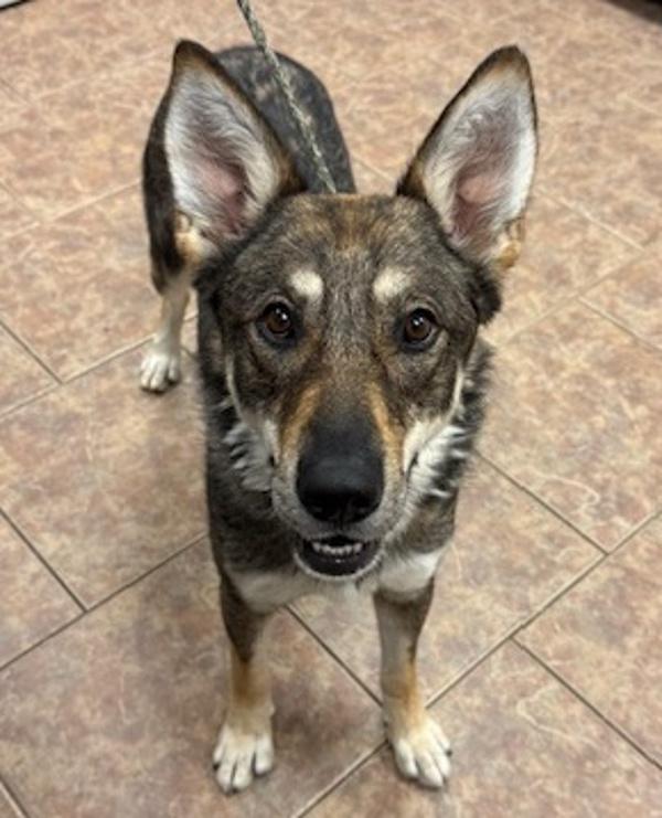 Winston Furrchill, Adoptable, Adult Male German Shepherd Dog.