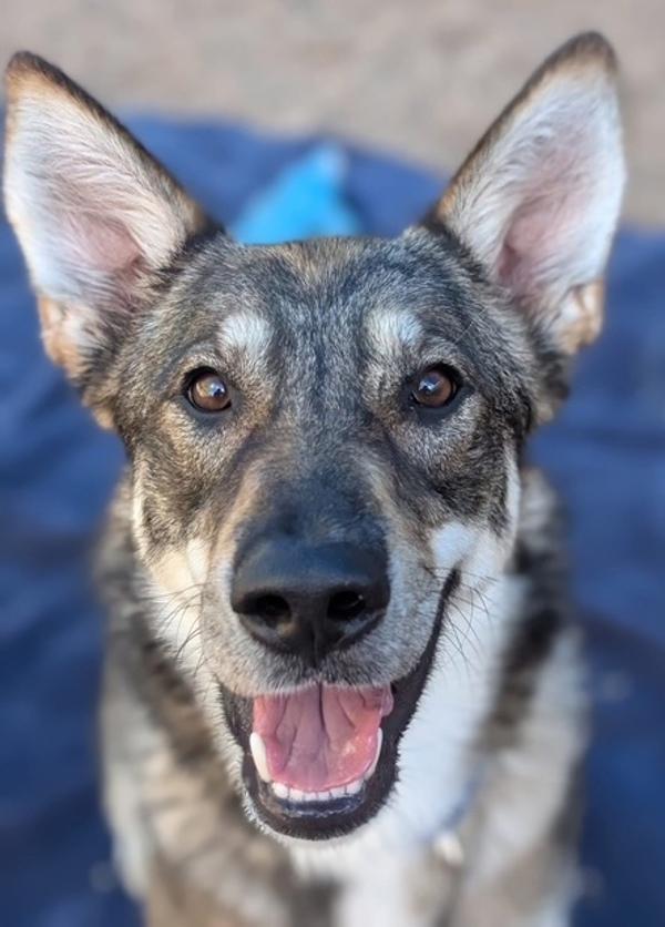 Winston Furrchill, a Adoptable mixed breed in Littleton, CO image 2/2